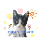 キジトラくるみとハチワレしじみの日常（個別スタンプ：5）
