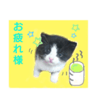 キジトラくるみとハチワレしじみの日常（個別スタンプ：9）