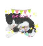 キジトラくるみとハチワレしじみの日常（個別スタンプ：13）