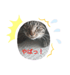 キジトラくるみとハチワレしじみの日常（個別スタンプ：16）