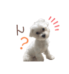 マルチーズのPくん（個別スタンプ：5）