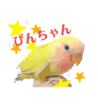 ぴんぴんすたんぷ（個別スタンプ：1）