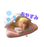 ぴんぴんすたんぷ（個別スタンプ：7）