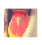 ぴんぴんすたんぷ（個別スタンプ：13）