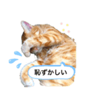 茶太郎スタンプぅ（個別スタンプ：1）