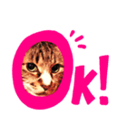 ニャアのスタンプA（個別スタンプ：3）
