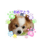 ぱぴぱぴパピヨン23（個別スタンプ：7）
