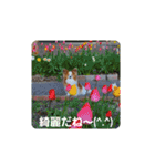 ぱぴぱぴパピヨン23（個別スタンプ：10）