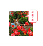 ぱぴぱぴパピヨン23（個別スタンプ：11）
