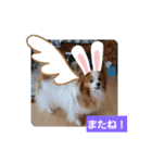 ぱぴぱぴパピヨン23（個別スタンプ：24）