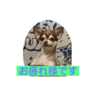 チワワのノエルくん（敬語）（個別スタンプ：3）