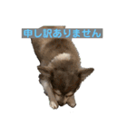 チワワのノエルくん（敬語）（個別スタンプ：4）