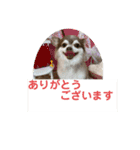 チワワのノエルくん（敬語）（個別スタンプ：6）