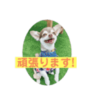チワワのノエルくん（敬語）（個別スタンプ：7）