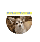 チワワのノエルくん（敬語）（個別スタンプ：9）