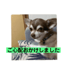 チワワのノエルくん（敬語）（個別スタンプ：11）