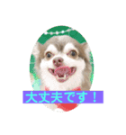 チワワのノエルくん（敬語）（個別スタンプ：12）