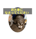 チワワのノエルくん（敬語）（個別スタンプ：13）