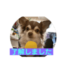 チワワのノエルくん（敬語）（個別スタンプ：14）