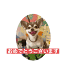 チワワのノエルくん（敬語）（個別スタンプ：15）