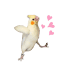 オカメインコのオルちゃん（個別スタンプ：1）