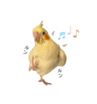 オカメインコのオルちゃん（個別スタンプ：2）