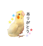 オカメインコのオルちゃん（個別スタンプ：3）