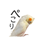 オカメインコのオルちゃん（個別スタンプ：4）