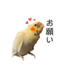 オカメインコのオルちゃん（個別スタンプ：5）
