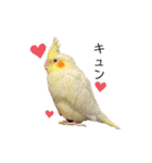 オカメインコのオルちゃん（個別スタンプ：6）