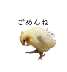 オカメインコのオルちゃん（個別スタンプ：7）