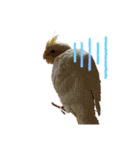 オカメインコのオルちゃん（個別スタンプ：8）
