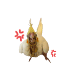 オカメインコのオルちゃん（個別スタンプ：10）