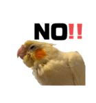 オカメインコのオルちゃん（個別スタンプ：13）