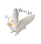 オカメインコのオルちゃん（個別スタンプ：14）