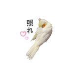 オカメインコのオルちゃん（個別スタンプ：15）