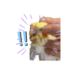 オカメインコのオルちゃん（個別スタンプ：16）