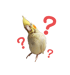 オカメインコのオルちゃん（個別スタンプ：17）