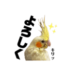 オカメインコのオルちゃん（個別スタンプ：18）