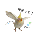 オカメインコのオルちゃん（個別スタンプ：19）