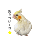 オカメインコのオルちゃん（個別スタンプ：20）