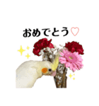 オカメインコのオルちゃん（個別スタンプ：23）