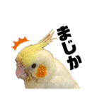 オカメインコのオルちゃん（個別スタンプ：24）