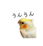 オカメインコのオルちゃん（個別スタンプ：26）