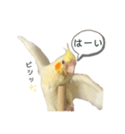 オカメインコのオルちゃん（個別スタンプ：27）