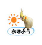 オカメインコのオルちゃん（個別スタンプ：28）