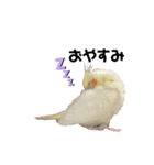 オカメインコのオルちゃん（個別スタンプ：29）