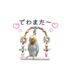 オカメインコのオルちゃん（個別スタンプ：30）