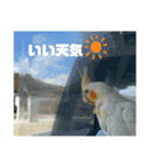 オカメインコのオルちゃん（個別スタンプ：31）