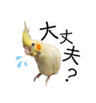 オカメインコのオルちゃん（個別スタンプ：32）
